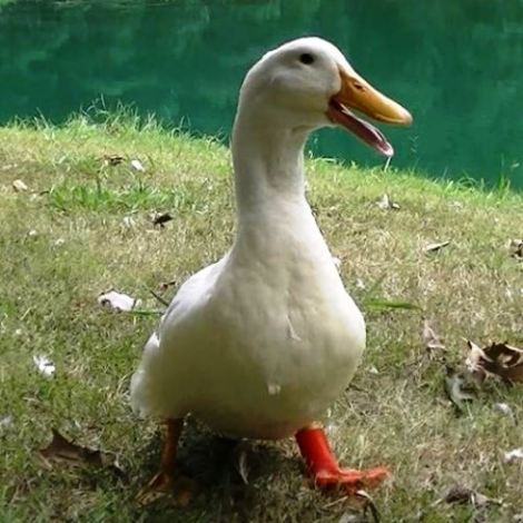 O pato, chamado de Buttercup, nasceu em um laboratório de uma escola americana.